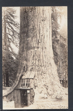 America Postcard - Tree, Lilly Redwood Park, California    T6030