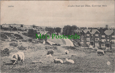 London Road and Sheep, Tunbridge Wells, Kent