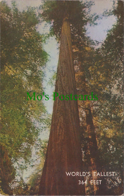 Nature Postcard - Founders Tree, Redwood, World's Tallest 364 Feet Ref.SW9775