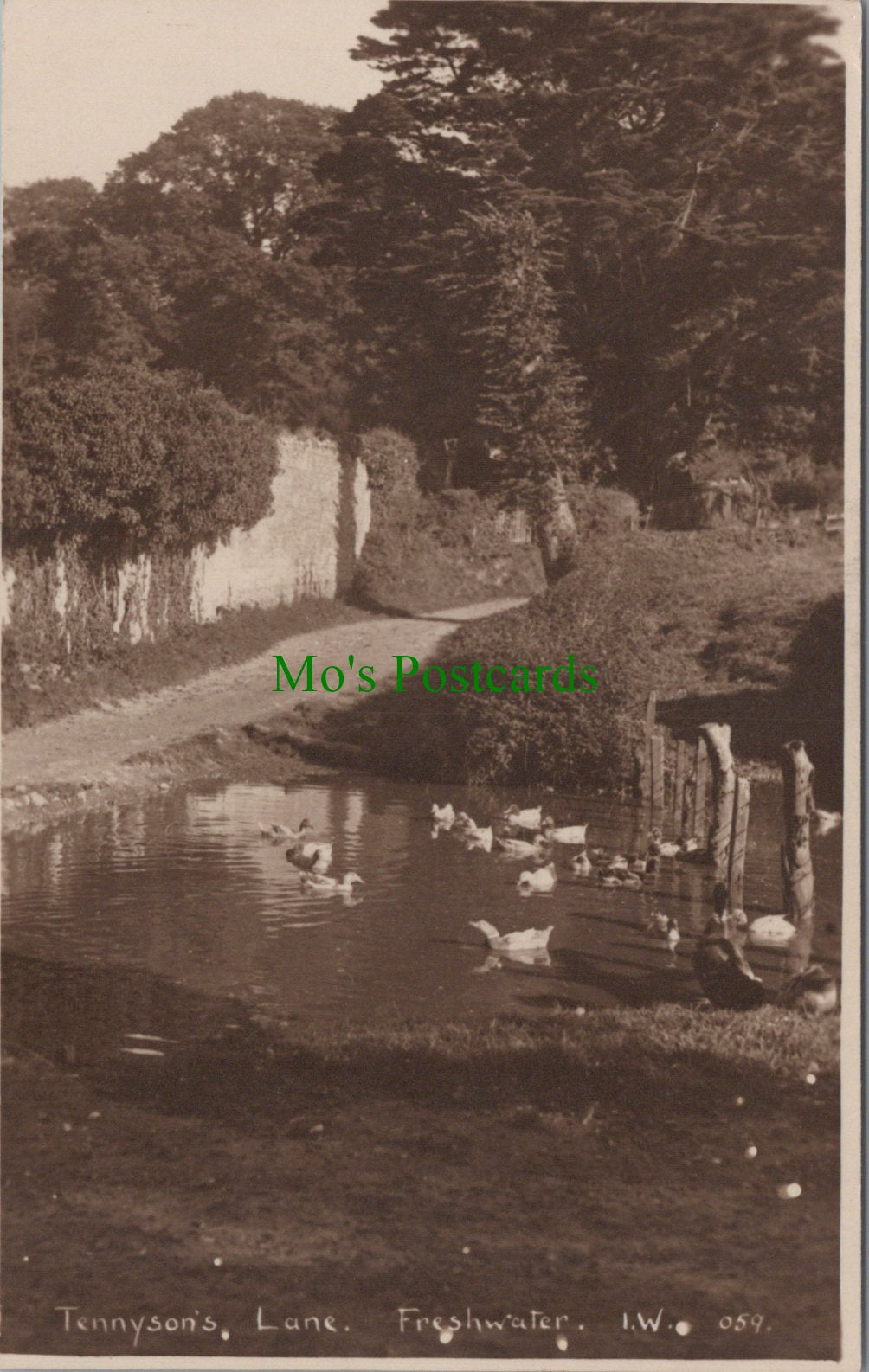 Isle of Wight Postcard - Tennyson's Lane, Freshwater  Ref.SW9808