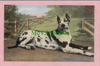 Animals Postcard - Large Dog    Ref.SW9870