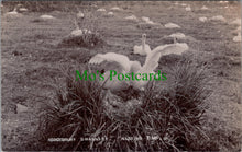 Load image into Gallery viewer, Animals Postcard - Swans, Abbotsbury Swannery, Nesting Time Ref.SW9873

