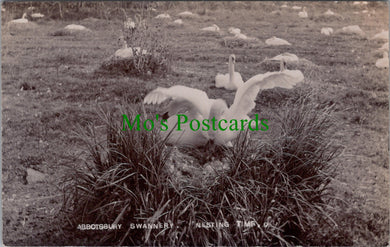 Animals Postcard - Swans, Abbotsbury Swannery, Nesting Time Ref.SW9873