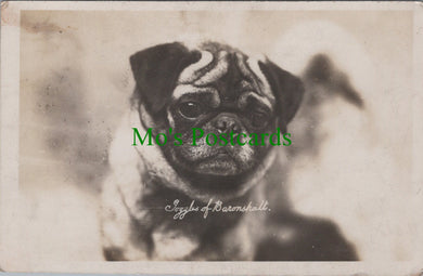 Dog Postcard - Goggles of Baronshalt Ref.SW9855