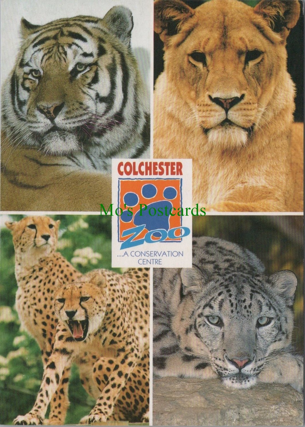 Big cats at Colchester Zoo