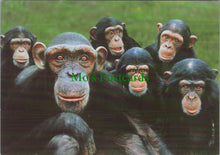 Load image into Gallery viewer, Sally and The Boys, Monkey World Ape Rescue Centre
