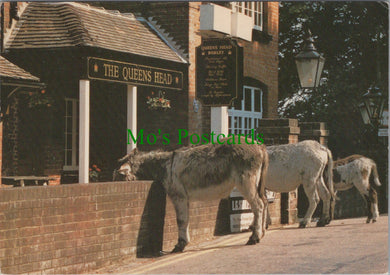 Donkeys at The Queens Head, Burley