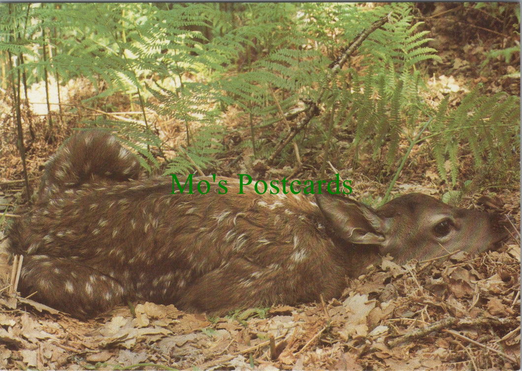 Red Deer Calf, Exmoor National Park