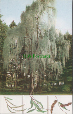 Nature Postcard - The Weeping Willow Tree Ref.SW10106