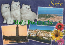 Load image into Gallery viewer, France Postcard - Three White Kittens, Sete, Occitanie  Ref.SW10197

