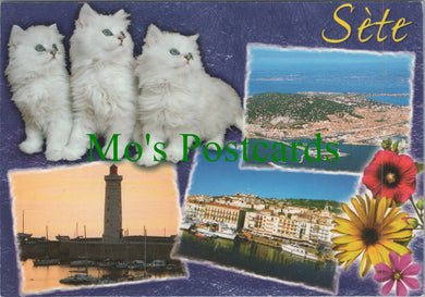 France Postcard - Three White Kittens, Sete, Occitanie  Ref.SW10197