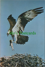 Load image into Gallery viewer, Animals Postcard - Birds - Osprey and Nest Ref.SW10226
