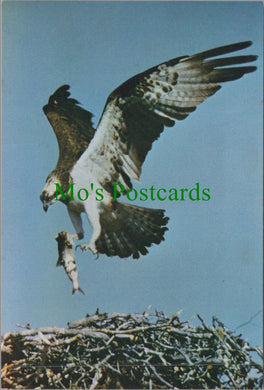 Animals Postcard - Birds - Osprey and Nest Ref.SW10226
