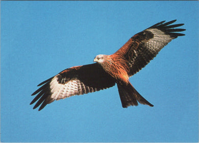 Animals Postcard - Birds - A Red Kite Ref.SW9956