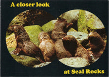 Load image into Gallery viewer, Animals Postcard - Seal Pups at Seal Rocks, Phillip Island, Victoria, Australia Ref.SW9957
