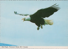 Load image into Gallery viewer, Animals Postcard - Birds, Bald Eagle, Vancouver Island, B.C, Canada Ref.SW9969
