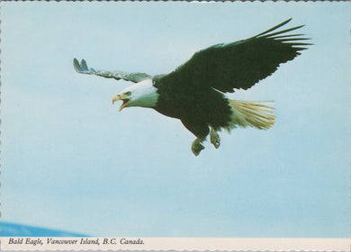 Animals Postcard - Birds, Bald Eagle, Vancouver Island, B.C, Canada Ref.SW9969