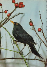 Load image into Gallery viewer, Animals Postcard - Birds - Blackbird Ref.SW10000
