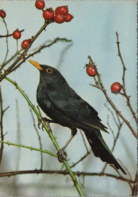 Animals Postcard - Birds - Blackbird Ref.SW10000