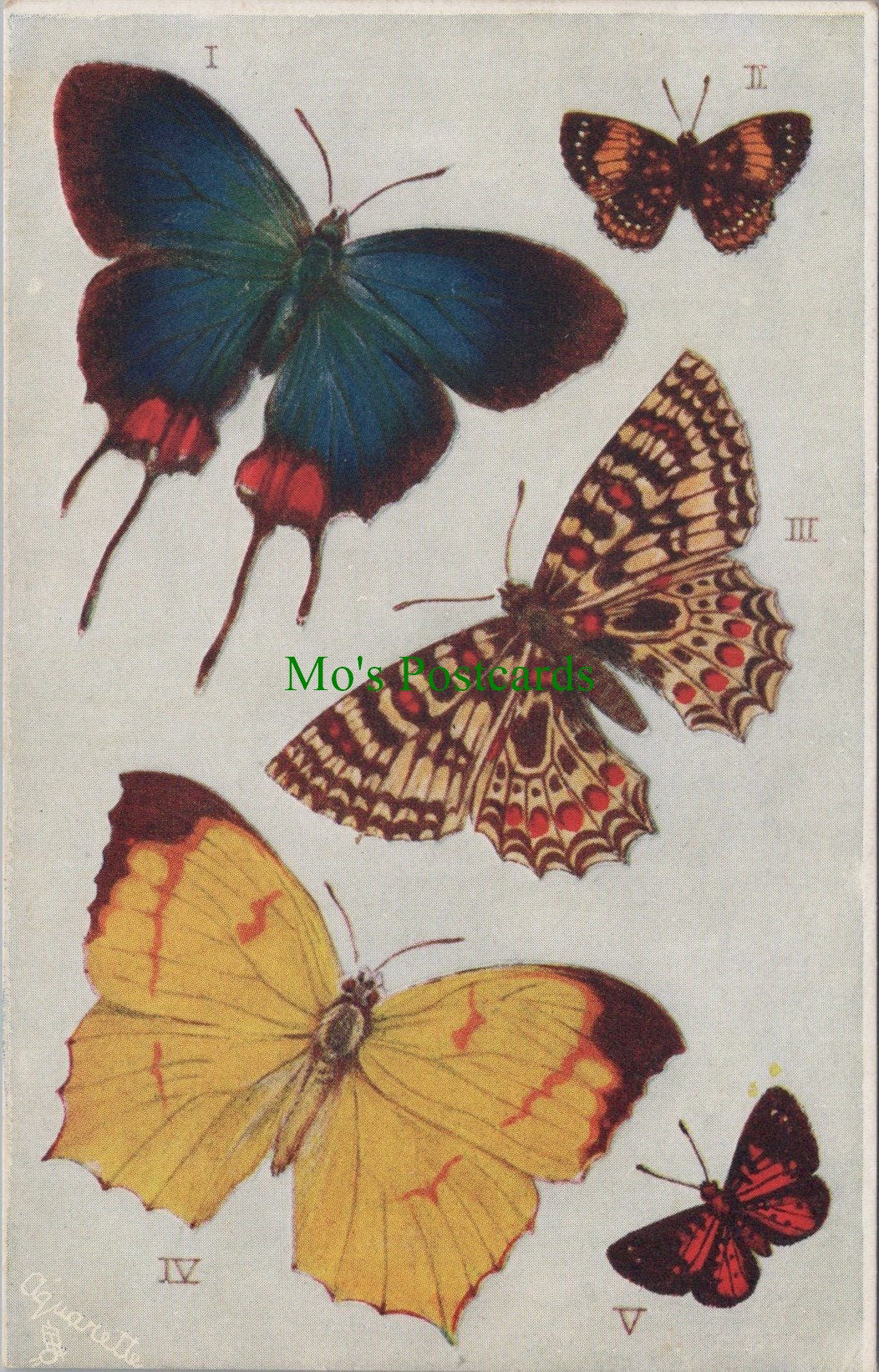 Butterflies and Moths - Foreign Butterflies