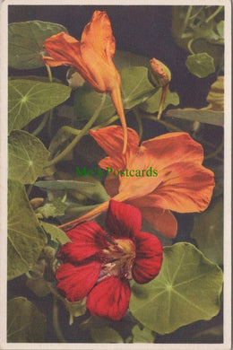 Flowers Postcard - Large Indian Cress