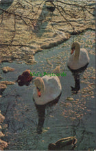 Load image into Gallery viewer, Animals Postcard - Birds, Mute Swans in Frozen Pond  SW10527
