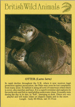 Load image into Gallery viewer, Animals Postcard - Otter, British Wild Animals SW10293
