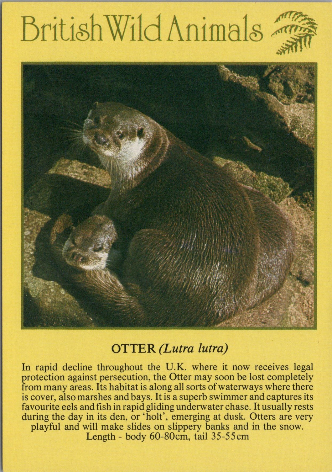 Animals Postcard - Otter, British Wild Animals SW10293