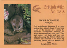 Load image into Gallery viewer, Animals Postcard - Edible Dormouse, British Wild Animals SW10305
