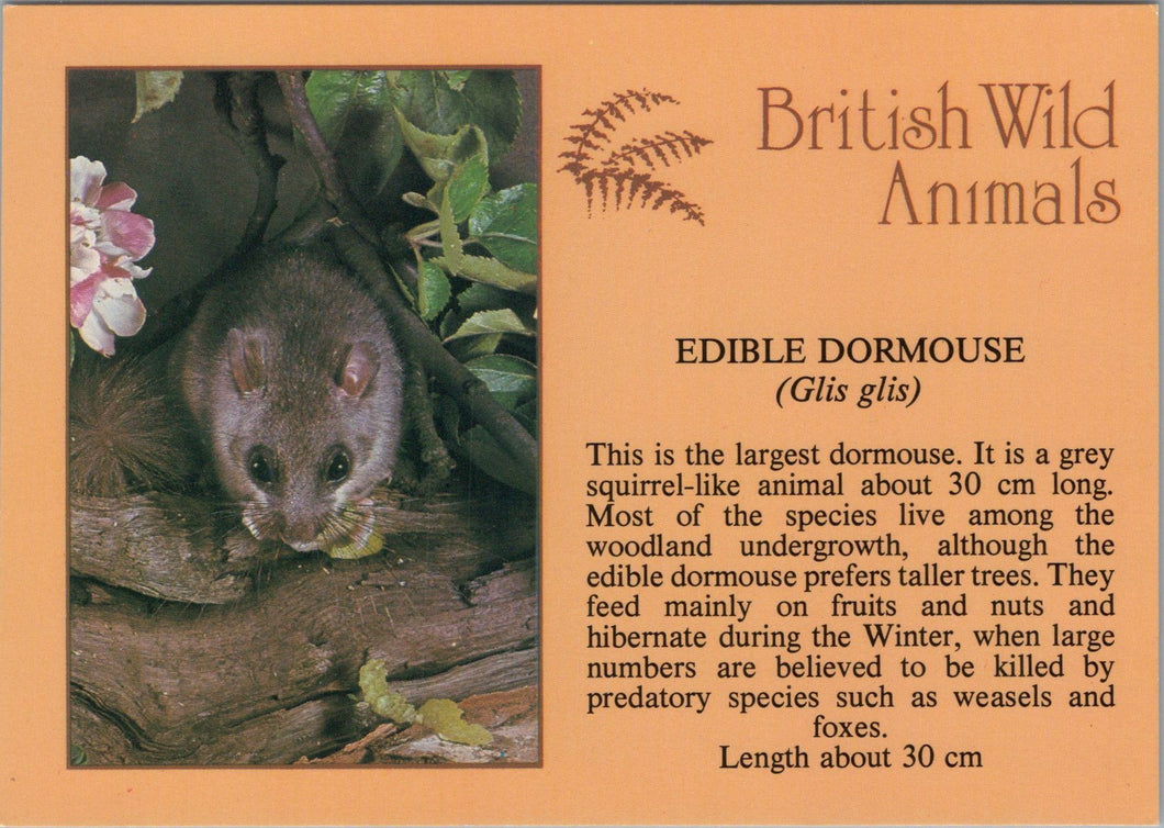 Animals Postcard - Edible Dormouse, British Wild Animals SW10305