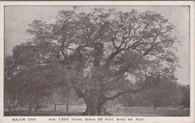 Nature Postcard - Major Oak Tree, Age 1,500 Years  SW10638