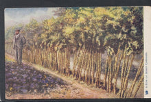 Load image into Gallery viewer, Channel Islands Postcard - A Row of Jersey Cabbages - Mo’s Postcards 
