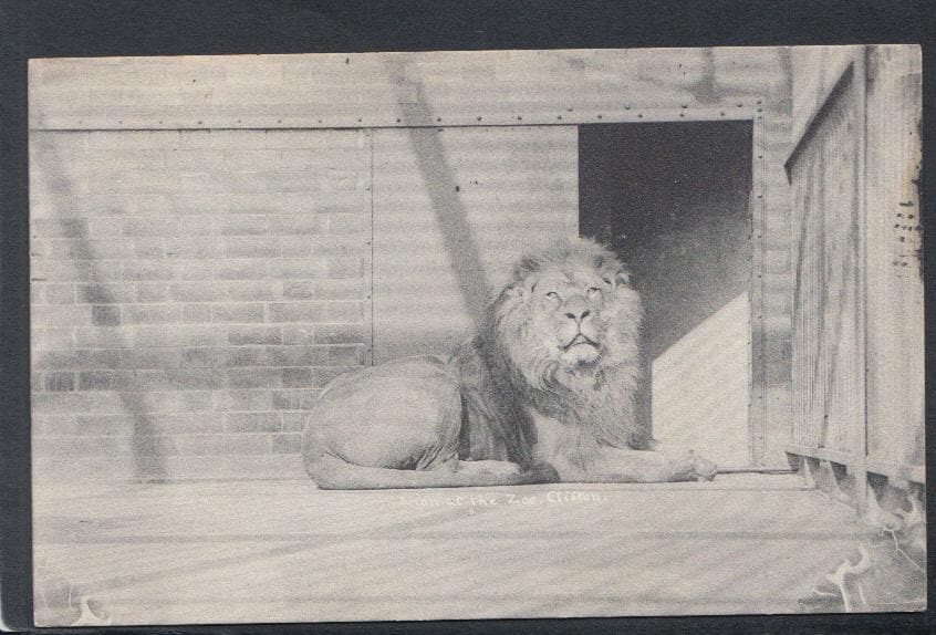 Animals Postcard - Lion at The Zoo, Clifton, 1908 - Mo’s Postcards 