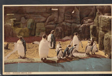 Load image into Gallery viewer, Animals Postcard - Penguins, Bristol Zoo - Mo’s Postcards 
