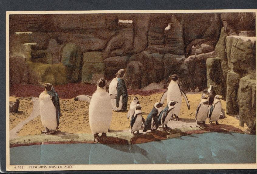 Animals Postcard - Penguins, Bristol Zoo - Mo’s Postcards 