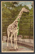 Load image into Gallery viewer, Animals Postcard - Giraffe at The Bristol Zoo - Mo’s Postcards 
