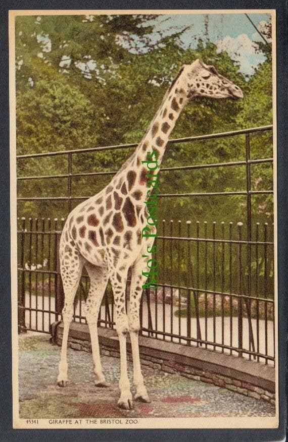 Animals Postcard - Giraffe at The Bristol Zoo - Mo’s Postcards 