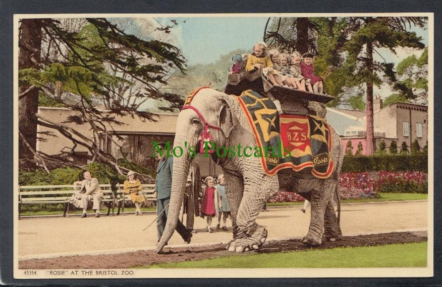 Animals Postcard - 