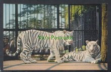 Load image into Gallery viewer, Animals Postcard - White Tigers at The Bristol Zoo - Mo’s Postcards 
