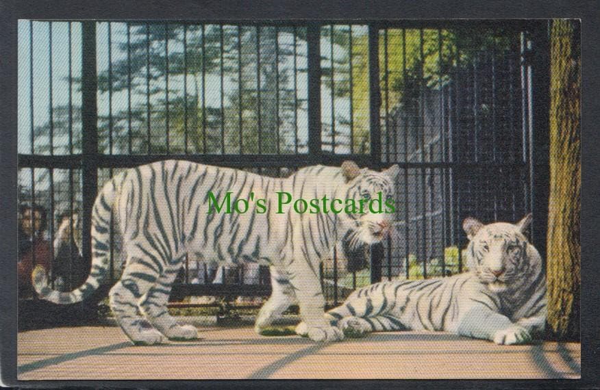 Animals Postcard - White Tigers at The Bristol Zoo - Mo’s Postcards 