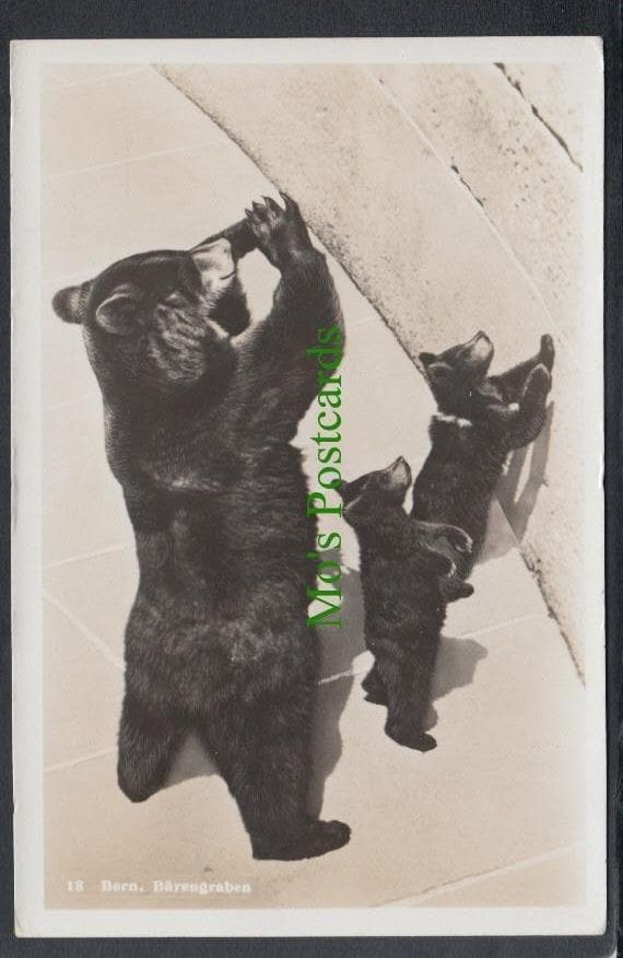 Animals Postcard - Zoo - Bears - Bern - Barengraben - Mo’s Postcards 