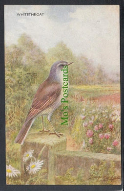 Animals Postcard - Birds - Whitethroat, 1956 - Mo’s Postcards 