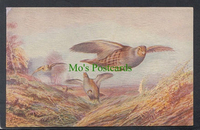 Animals Postcard - British Game Birds - Partridges (Oilfacsim) - Mo’s Postcards 