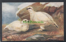 Load image into Gallery viewer, Animals Postcard - Two Ptarmigan Birds - Artist Eileen Drummond - Mo’s Postcards 
