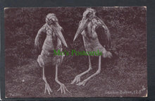 Load image into Gallery viewer, Animals Postcard - Two Birds - Politics - Gambier - Mo’s Postcards 
