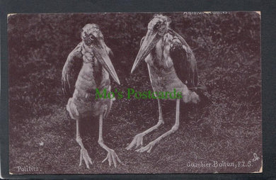 Animals Postcard - Two Birds - Politics - Gambier - Mo’s Postcards 