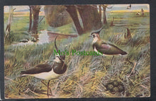 Load image into Gallery viewer, Animals Postcard - Plover Birds and Their Nest, 1907 - Mo’s Postcards 
