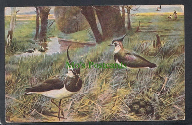 Animals Postcard - Plover Birds and Their Nest, 1907 - Mo’s Postcards 