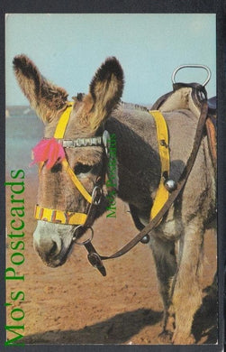 Animals Postcard - Donkey Rides