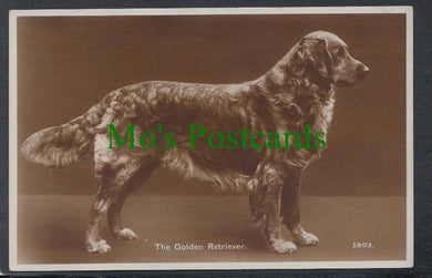 Dogs - The Golden Retriever